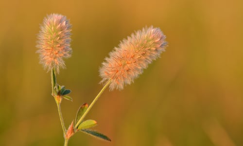 Hazenpootje (Trifolium arvense)