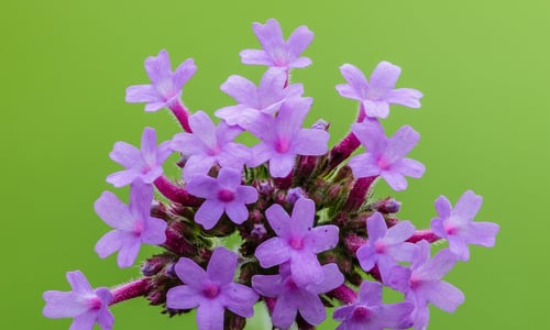 Stijf ijzerhard (Verbena bonariensis)