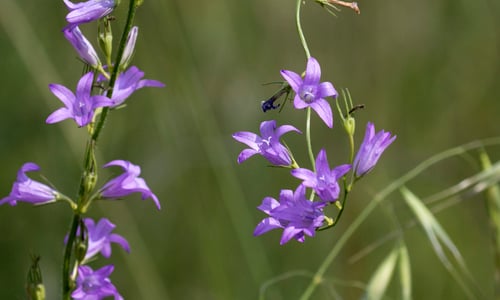 Rapunzelklokje (Campanula rapunculus)