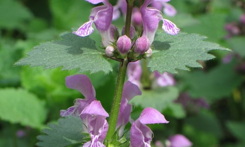 Gevlekte dovenetel (Lamium maculatum)