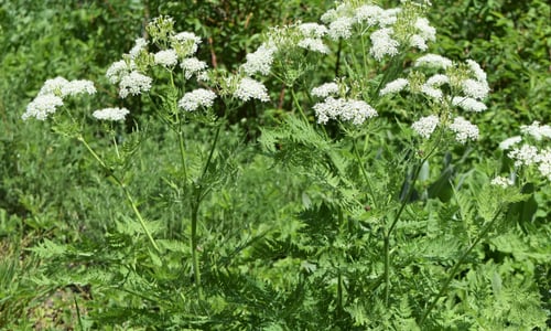 Roomse kervel (Myrrhis odorata)
