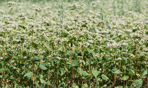 Boekweit (Fagopyrum esculentum)