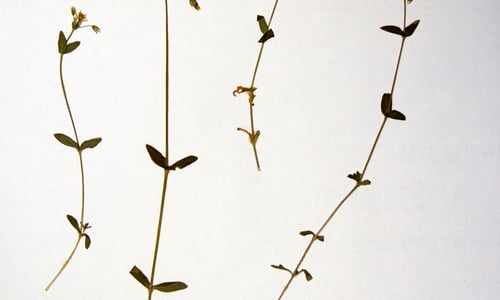 Gewone hoornbloem (Cerastium fontanum ssp. vulgare)