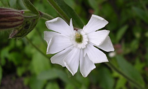 Avondkoekoeksbloem (Silene latifolia ssp. alba)