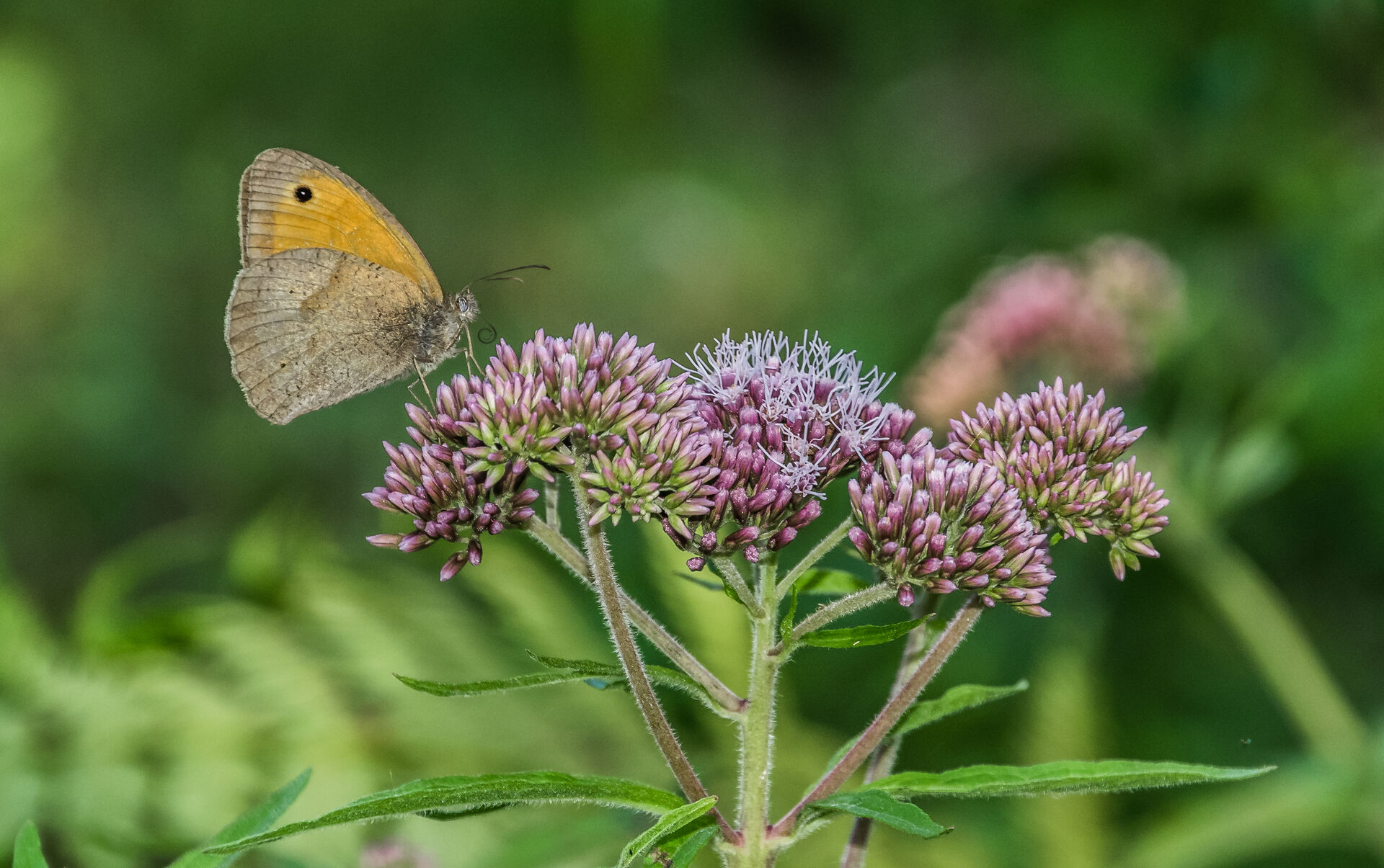 Koninginnenkruid (Eupatorium cannabinum)