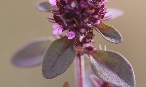 Grote tijm (Thymus pulegioides)