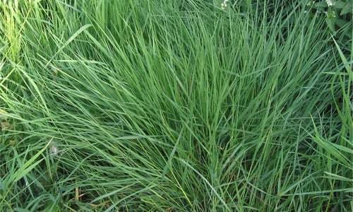 Gewoon struisgras (Agrostis capillaris)