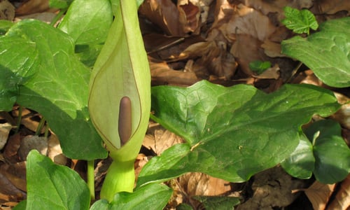 Gevlekte aronskelk (Arum maculatum)