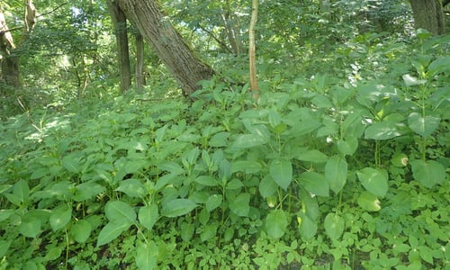 Kleine kaardenbol (Dipsacus pilosus)