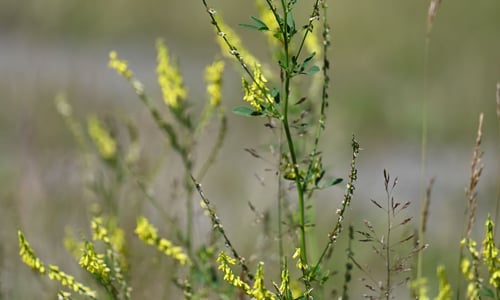 Citroengele honingklaver (Melilotus officinalis)