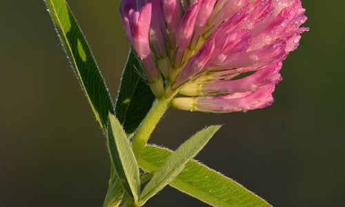 Bochtige klaver (Trifolium medium)