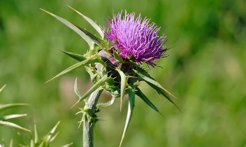 Mariadistel (Silybum marianum)