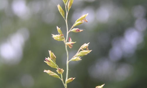 Fijn schapengras (Festuca filiformis)