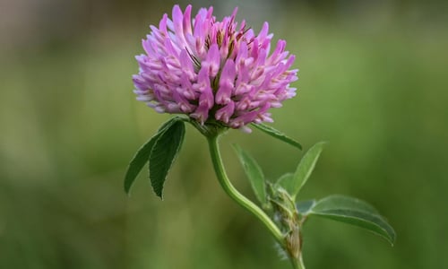 Rode klaver BIO (Trifolium pratense)