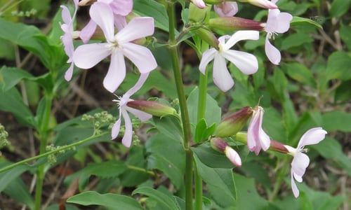 Zeepkruid (Saponaria officinalis)