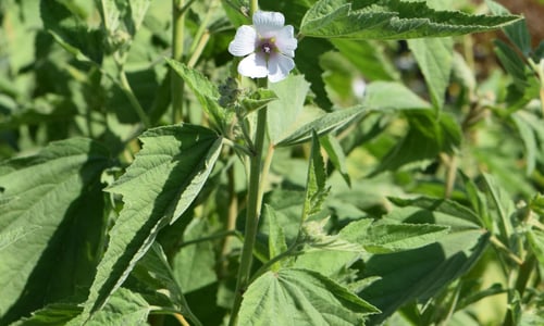 Heemst (Althaea officinalis)