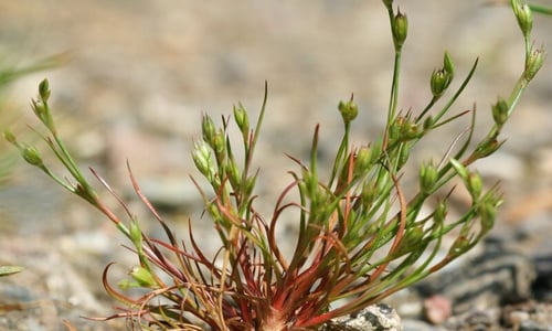 Greppelrus (Juncus bufonis)