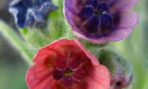 Veldhondstong (Cynoglossum officinale)