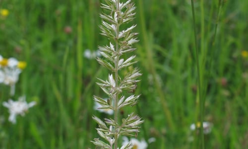Breed fakkelgras (Koeleria pyramidata)
