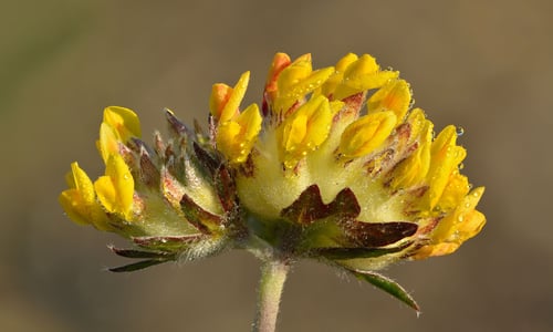 Wondklaver (Anthyllis vulneraria)