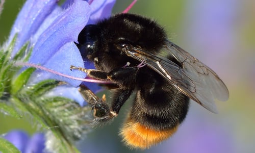 Slangenkruid (Echium vulgare)
