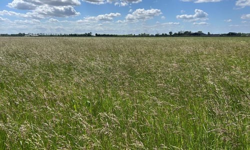 Rietzwenkgras (Schedonorus arundinaceus)