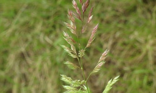Rietgras (Phalaris arundinacea)