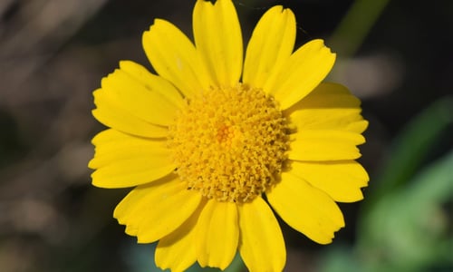 Gele ganzenbloem (Glebionis segetum)