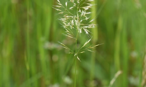 Goudhaver (Trisetum flavescens)