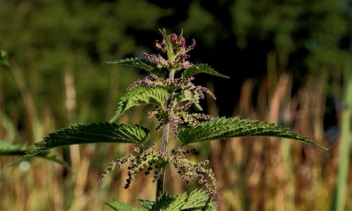 Grote brandnetel (Urtica dioica)