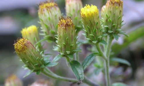 Donderkruid (Inula conyzae)