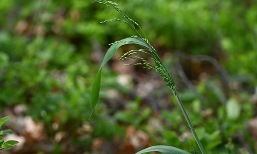 Bosgierstgras (Milium effusum)