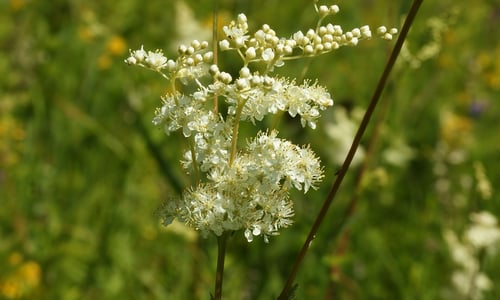 Moerasspirea (Filipendula ulmaria)