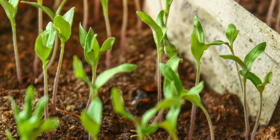 Zaden.eco is nu biologisch gecertificeerd