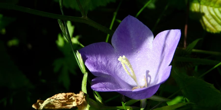 Bloemen in de schaduw: maak een plan dat bij je tuin past