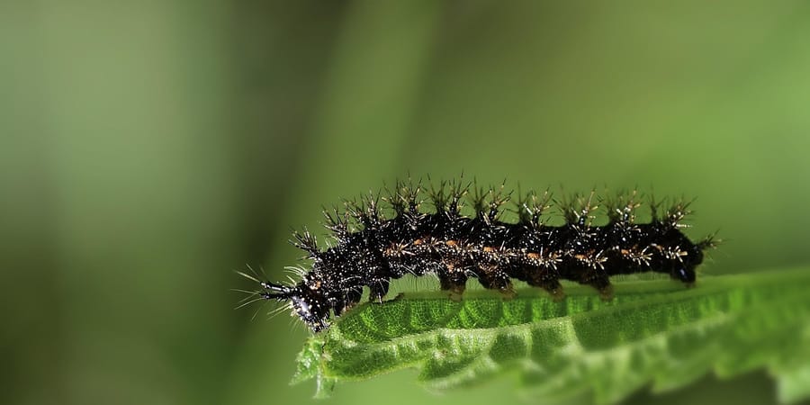 Een tuin voor rupsen: leg nu de basis voor meer vlinders