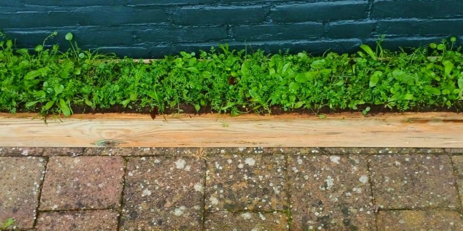 Nieuw: snel resultaat met bloemzoden
