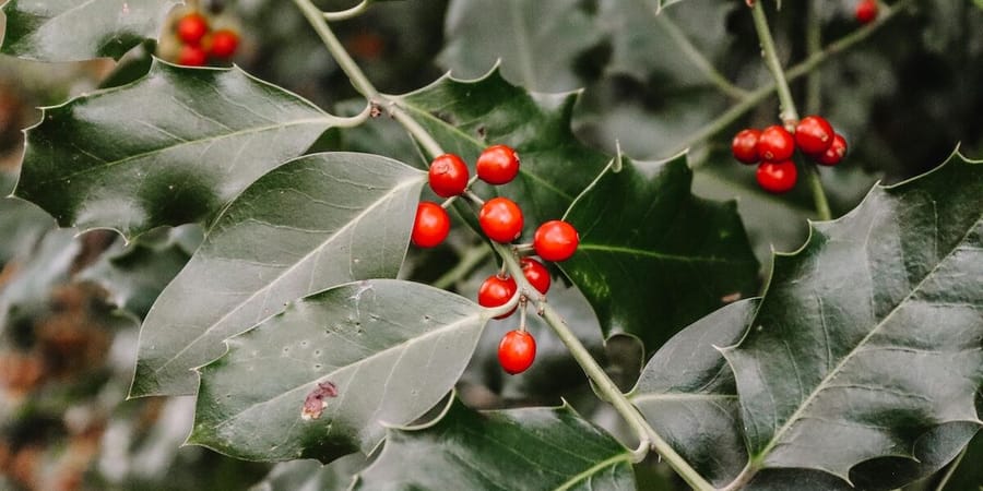 Sinterklaas en kerst cadeautjes voor tuinliefhebbers