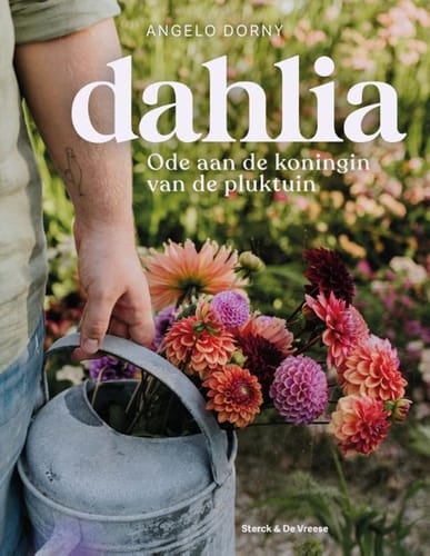 Dahlia – Angelo Dorny