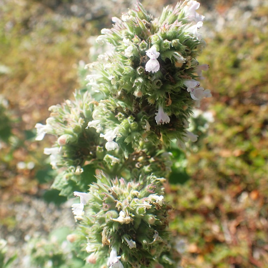 Wild kattenkruid (Nepeta cataria) zaden