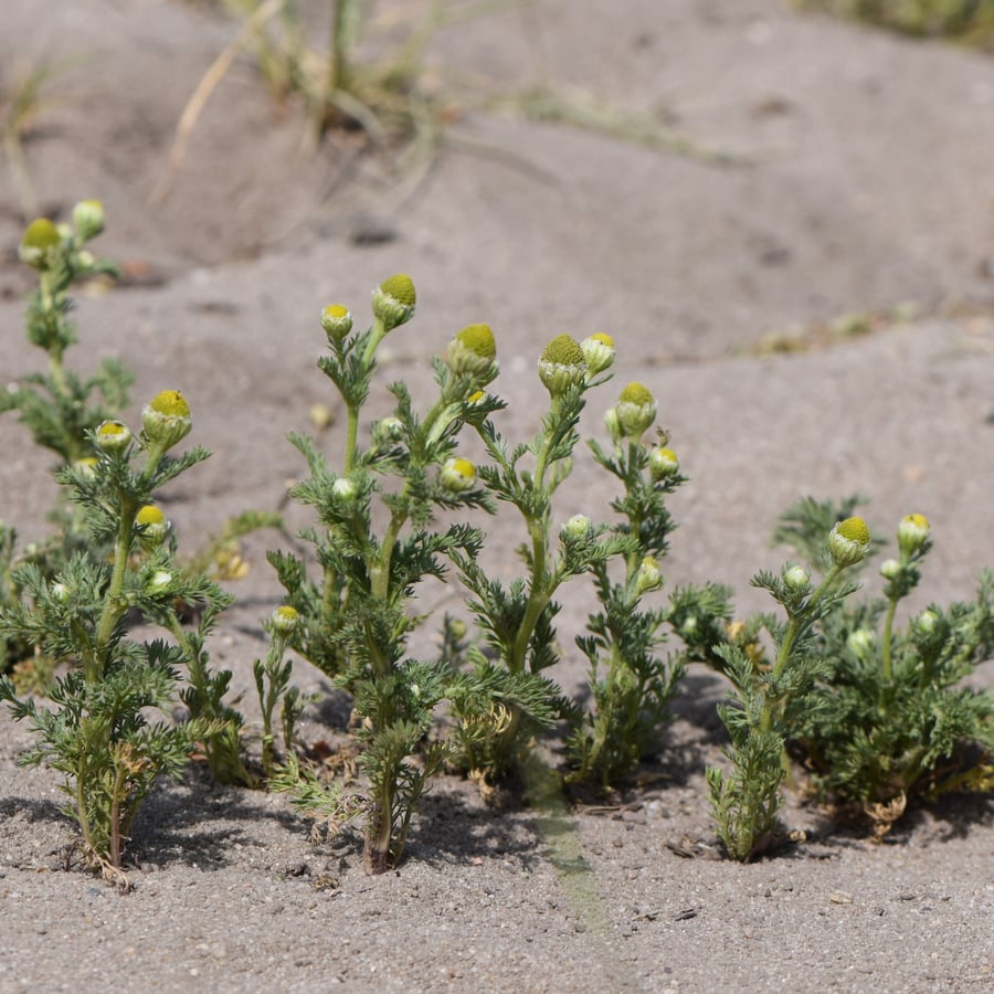 Schijfkamille (Matricaria discoidea) zaden