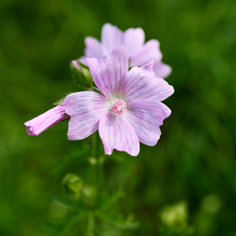 Vijfdelig kaasjeskruid (Malva alcea) zaden