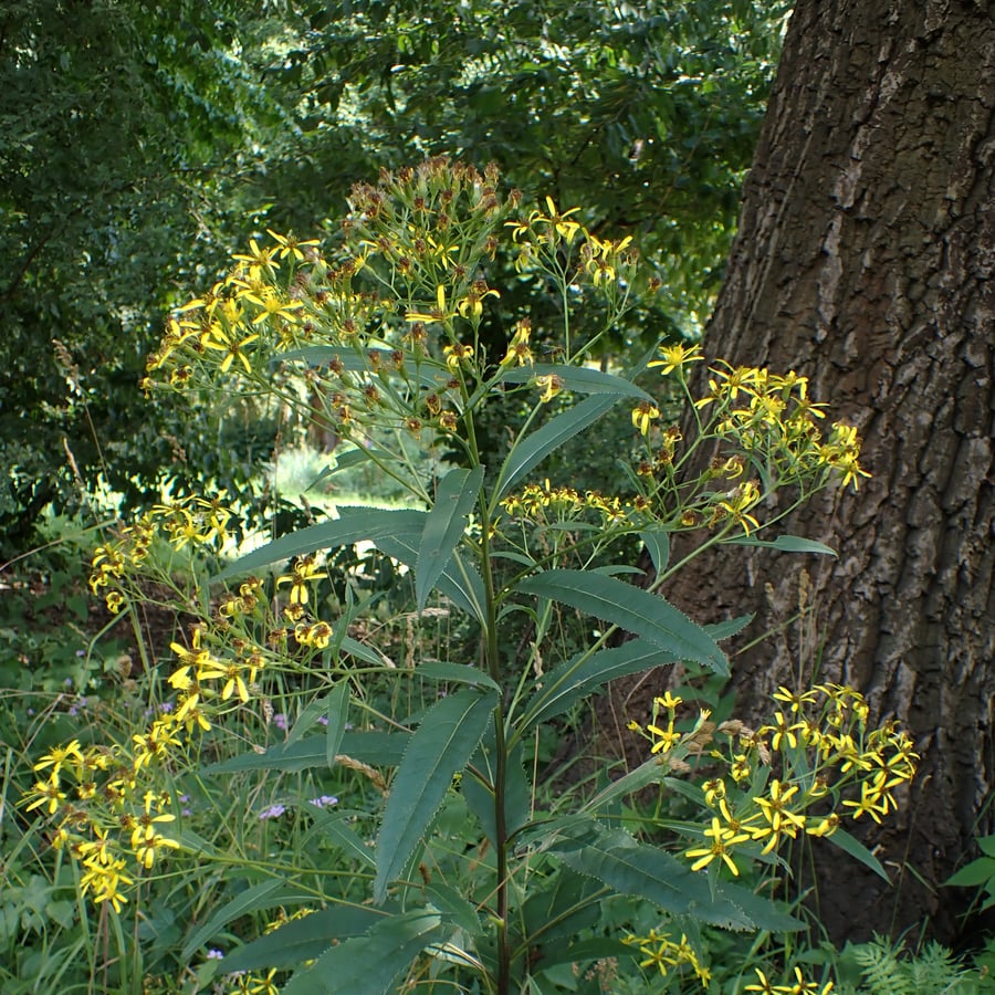 Schaduwkruiskruid (Senecio ovatus) zaden