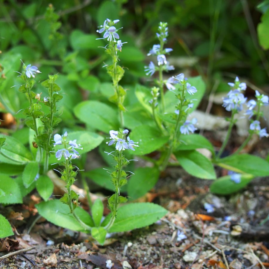 Mannetjesereprijs (Veronica officinalis) zaden