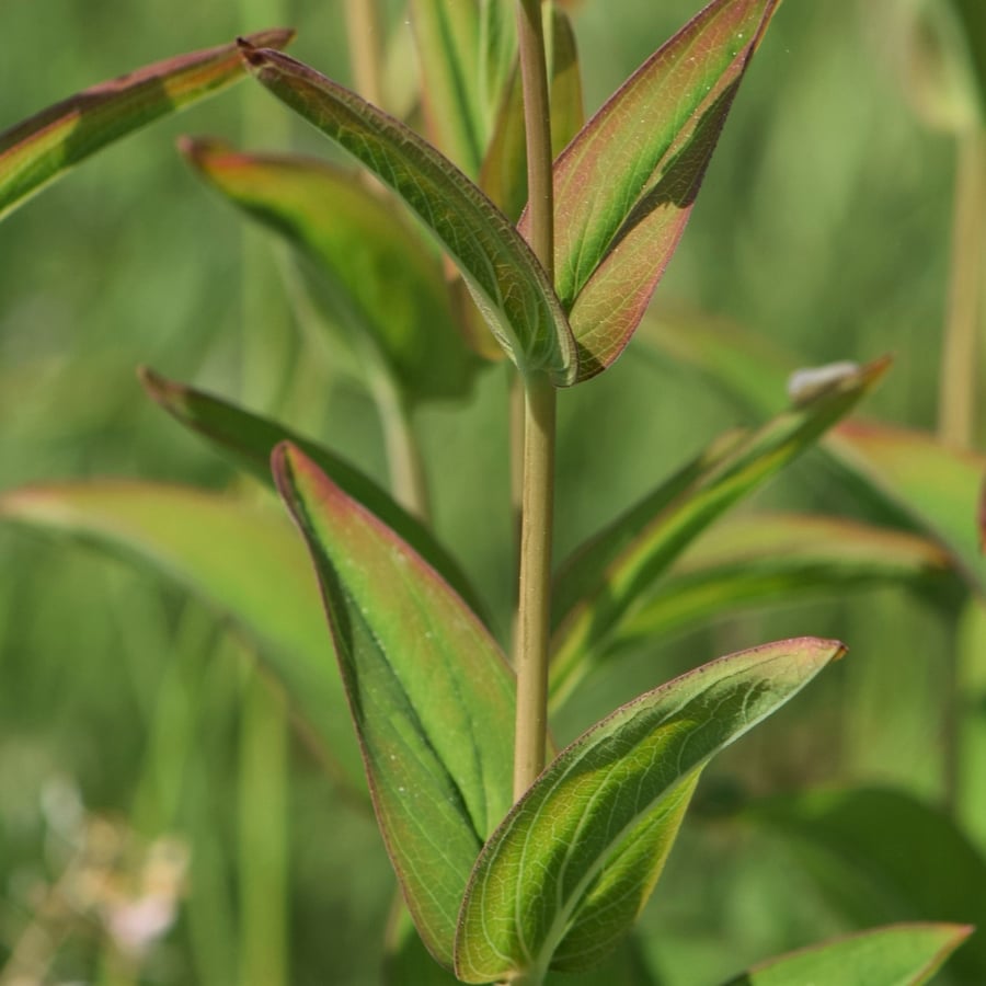 Berghertshooi (Hypericum montanum) zaden