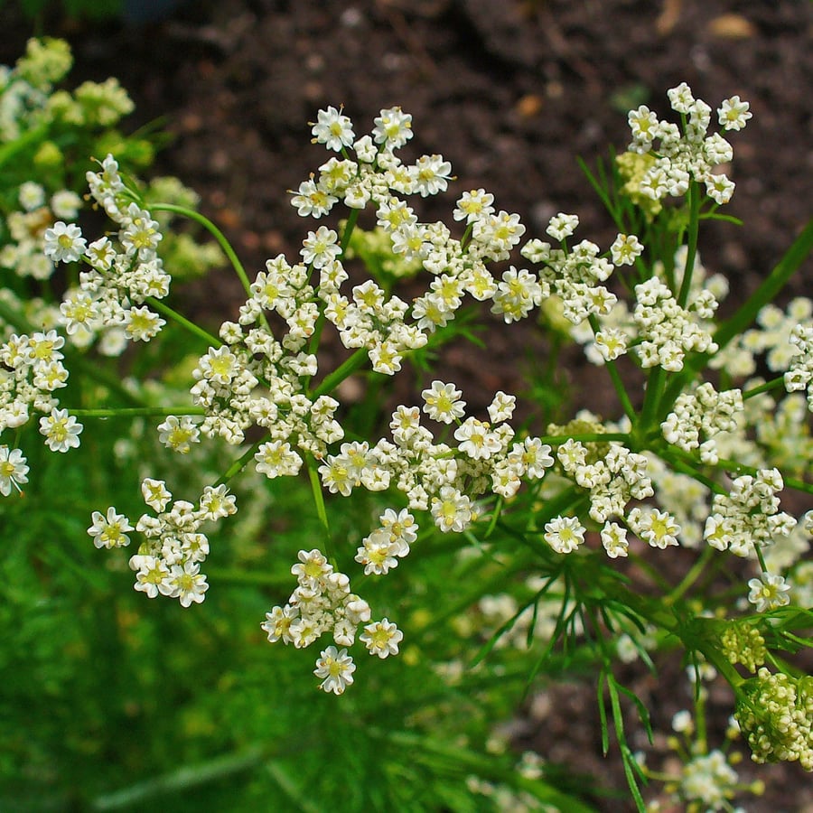 Karwij (Carum carvi) zaden