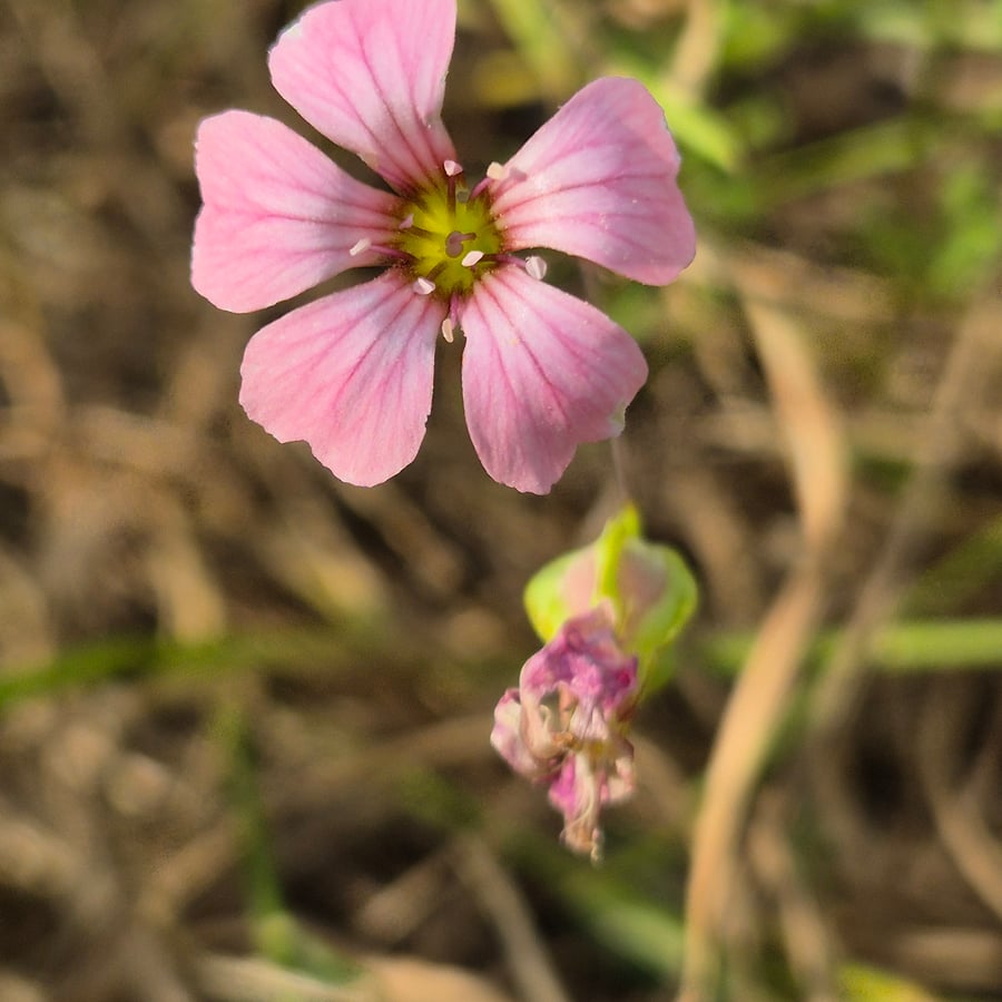 Koekruid (Vaccaria hispanica) zaden
