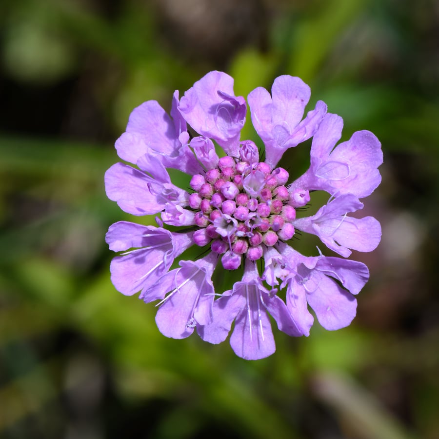 Duifkruid (Scabiosa columbaria) zaden