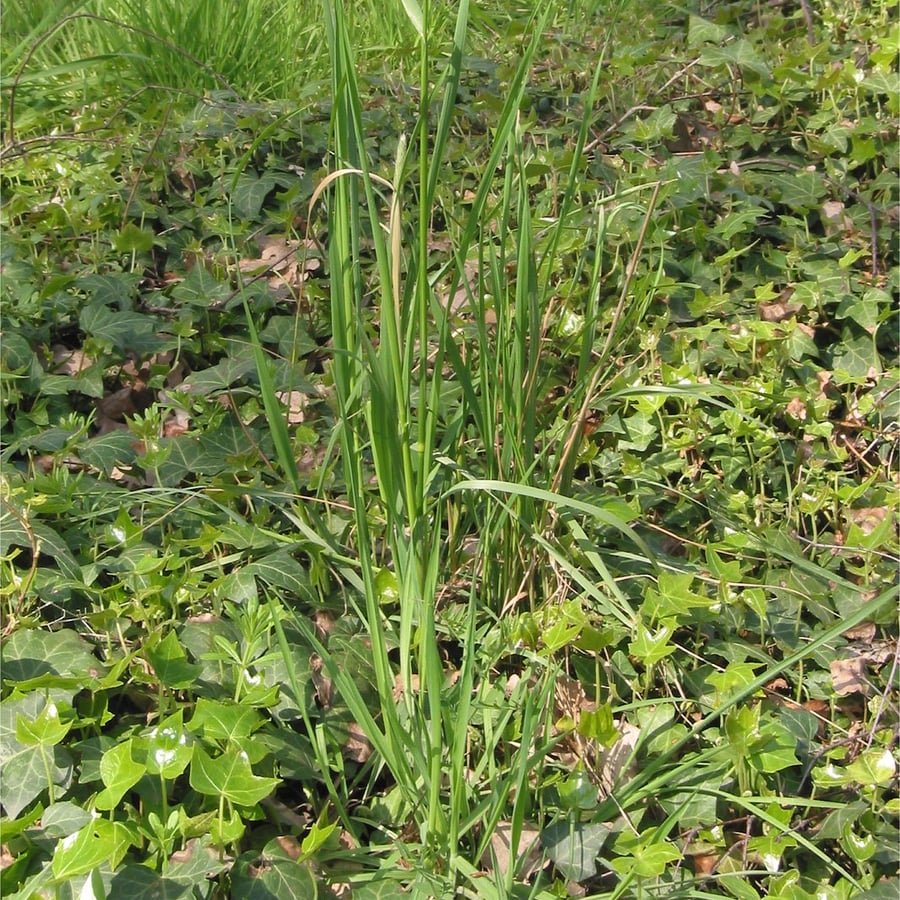 Grote vossenstaart (Alopecurus pratensis) zaden