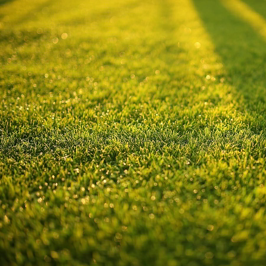 Speel- en sportgazon (Graszaad) zaden